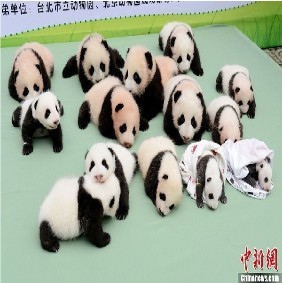 保护大熊猫研究中心新生大熊猫宝宝集体亮相