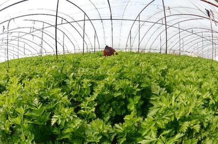 新华网河北频道