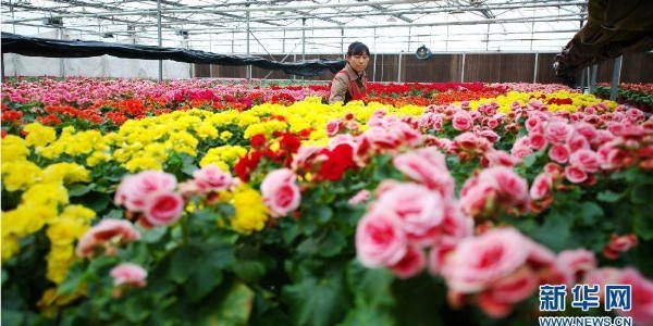 衡水：温室科技助推现代农业