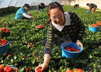 张家口怀来县大力发展草莓种植业