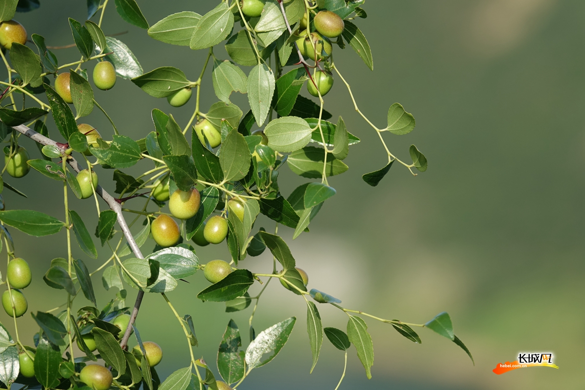 高清组图|河北奇观 水下长城