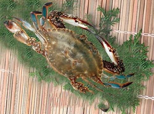 虾蟹壳提取物制成的人工神经临床成功