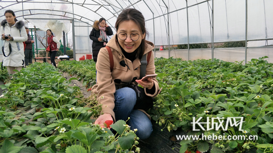石家庄市栾城区草莓采摘节将于3月11日开幕