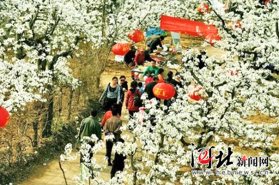 魏县:20万亩鸭梨拓宽精准扶贫路