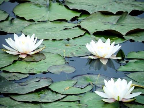 系列广播剧第63期:在白洋淀用声音捕鱼,你想试