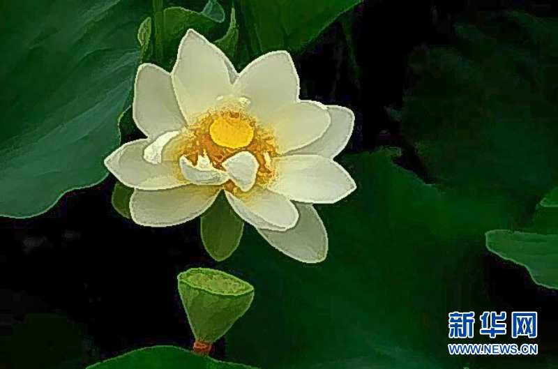 系列广播剧第75期:元妃荷园,白洋淀里的浪漫与