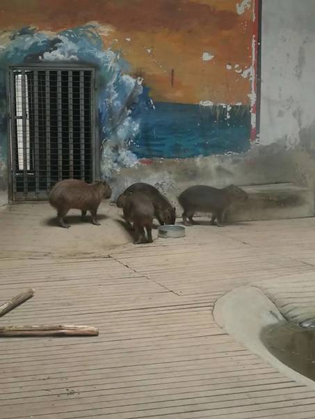 石家庄动物园添新萌宠 国庆假期约起来