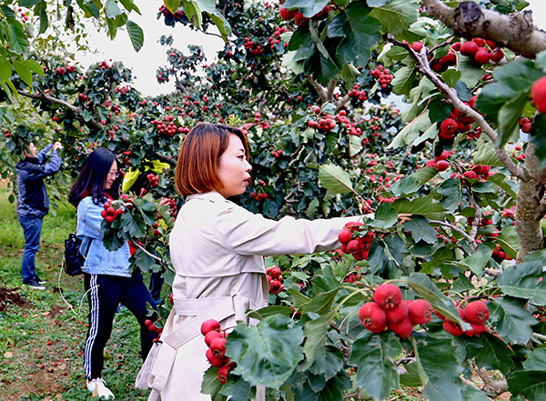 图为游客正采摘山楂.