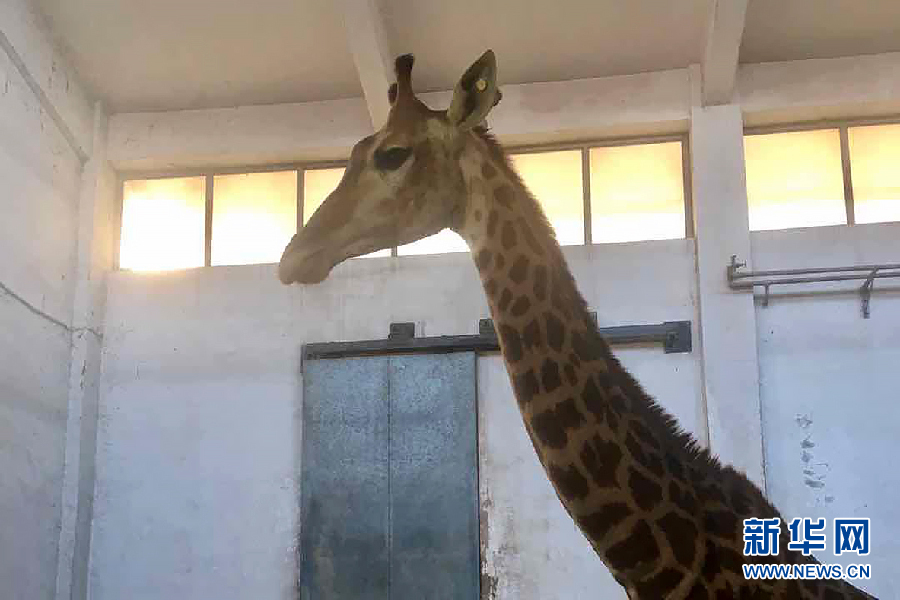 动物御寒计|石家庄动物园过冬有妙招