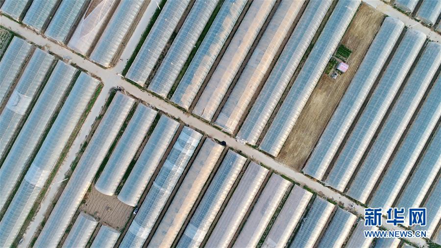 （經濟）（3）河北內丘：設施農業助推鄉村振興