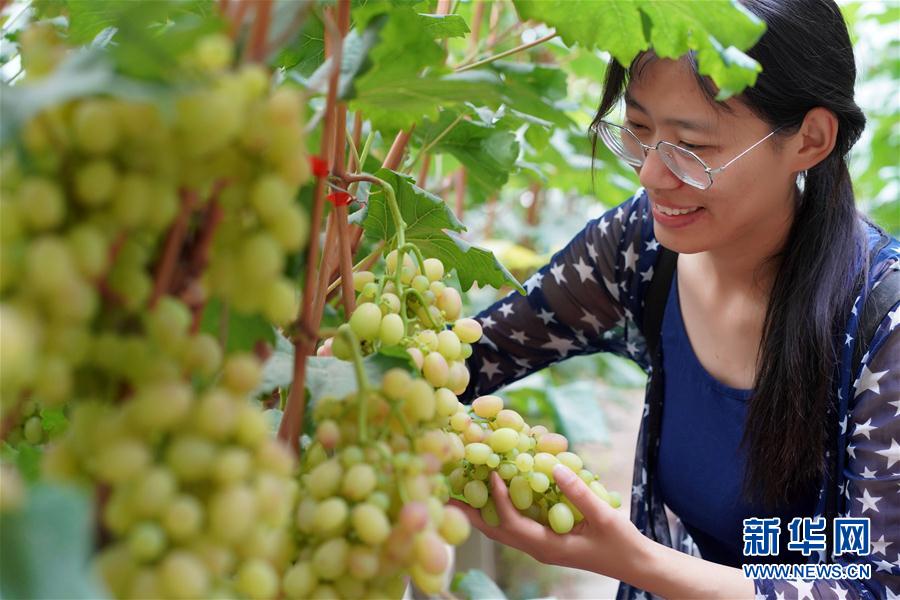 （經濟）（4）河北內丘：設施農業助推鄉村振興