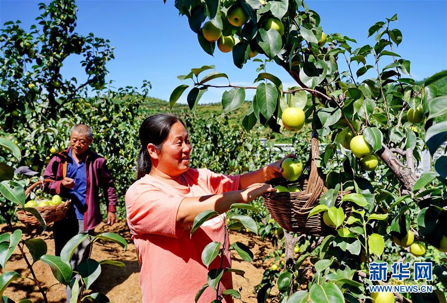 （经济）（2）河北青龙：发展林果产业绿青山促民富