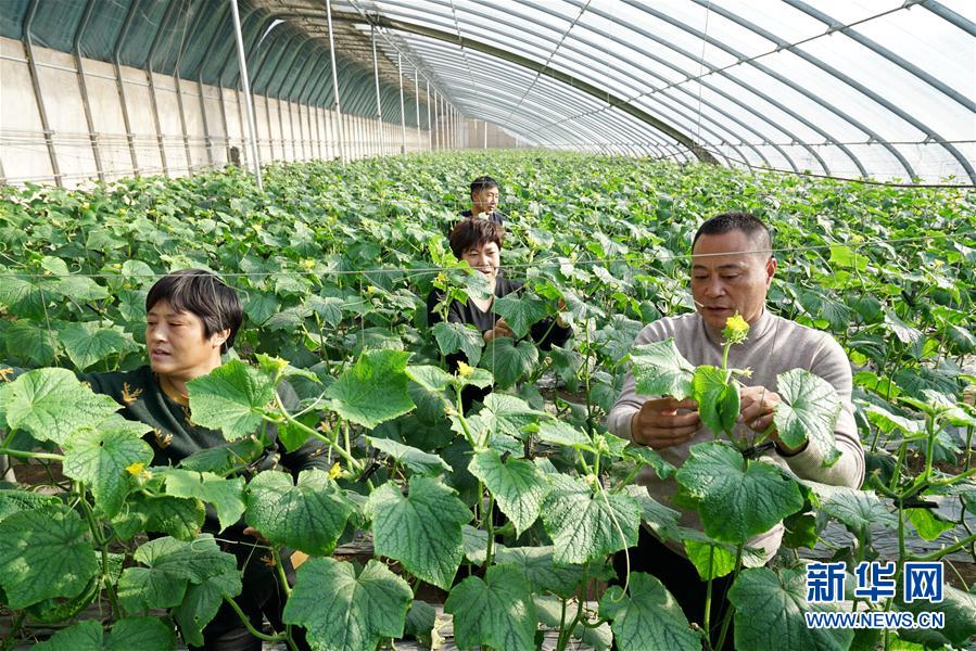 （社会）（2）河北滦州：“党建+合作社”助力产业兴旺