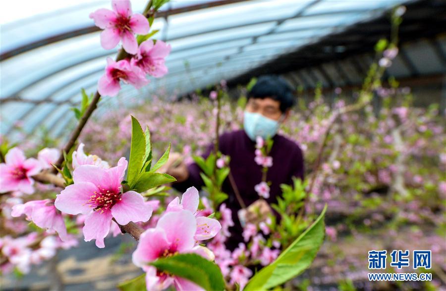 （經濟）（2）河北邯鄲：大棚桃花盛開