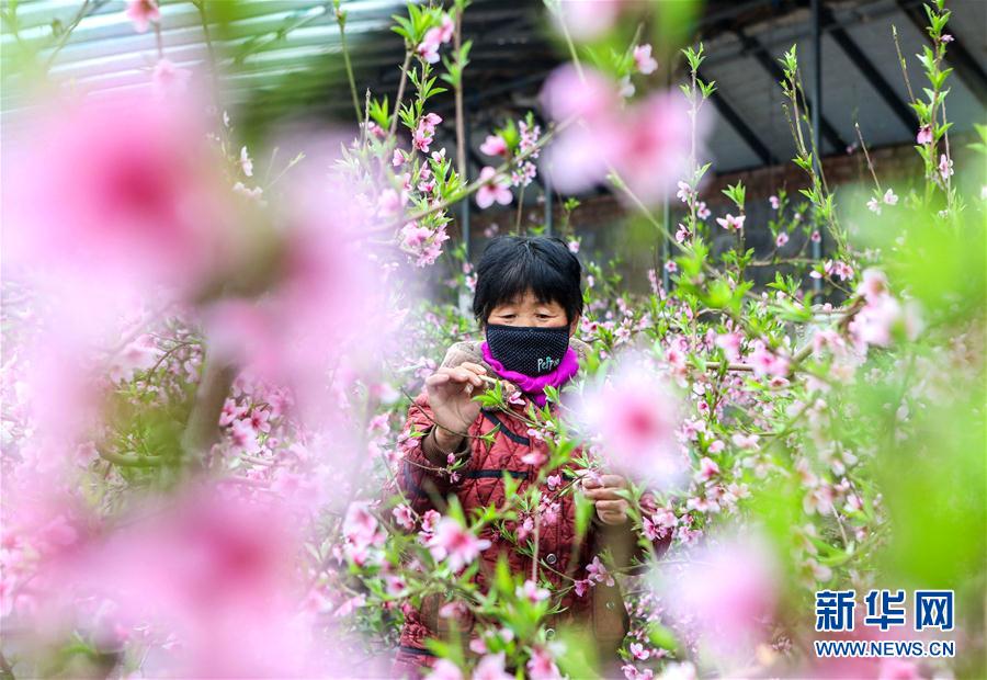 （經濟）（3）河北邯鄲：大棚桃花盛開