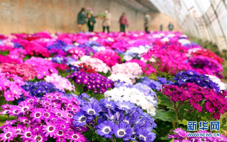 #（新华视界）（1）河北井陉：花卉开市助农增收