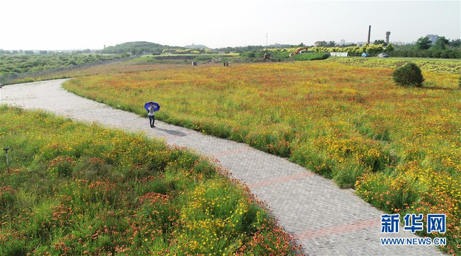 #（环境）（3）河北石家庄：滹沱河两岸建成绿色生态景观长廊