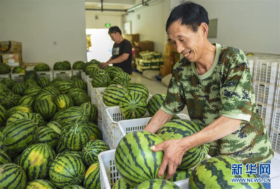 （脱贫攻坚）（1）河北深州：产业扶贫提升“造血”功能