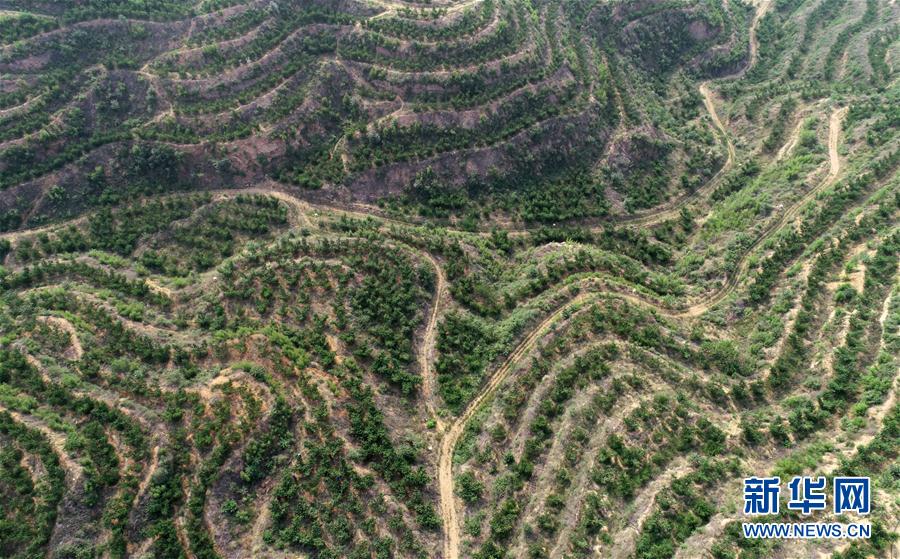 #（社會）（2）特色種植綠了山場