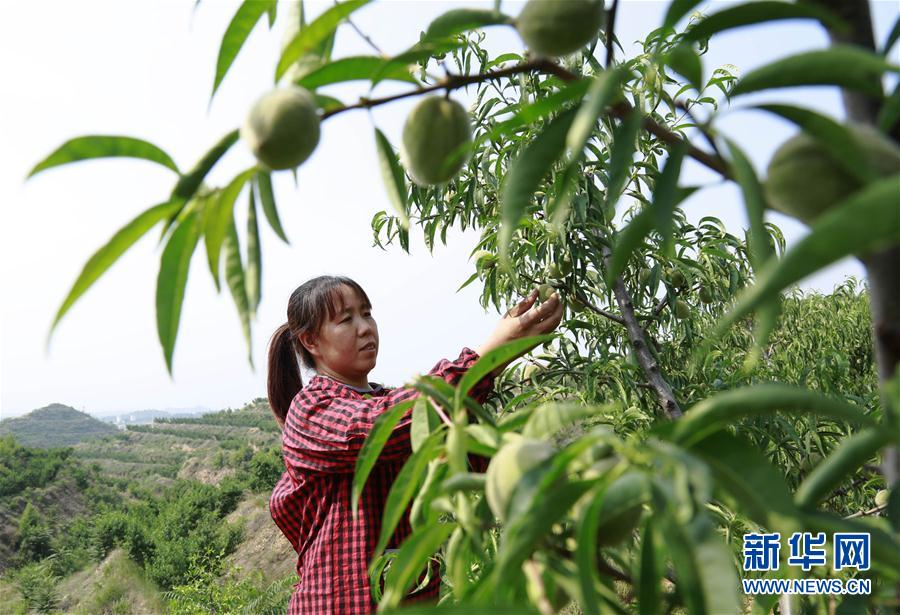 #（社會）（3）特色種植綠了山場