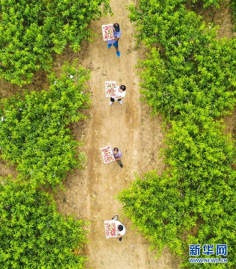 （经济）（1）河北永清：鲜桃种植富乡村