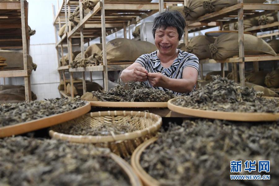 （經濟）（1）河北衡水：艾文化産業助農增收