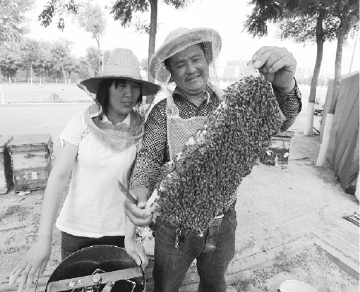 衡水市环境改善吸引养蜂人放蜂采蜜