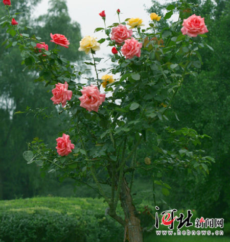 石家庄裕华路现月季树景观带 一树两色花引围