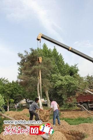 石家庄裕华路地道桥两侧近300棵大树搬家