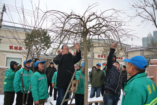 三措并举推进冬季树木修剪工作