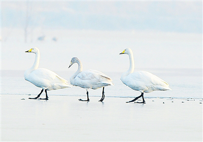 来了“稀罕鸟”的襄湖岛“美到不能直视”