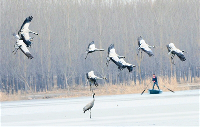 来了“稀罕鸟”的襄湖岛“美到不能直视”