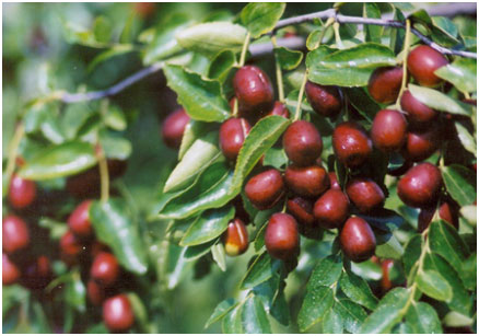 新华网_河北频道_政府网群_行唐